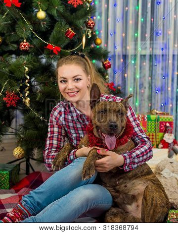Merry Christmas And Happy New Year. Charming Blonde Girl With A Dog American Staffordshire Terrier C