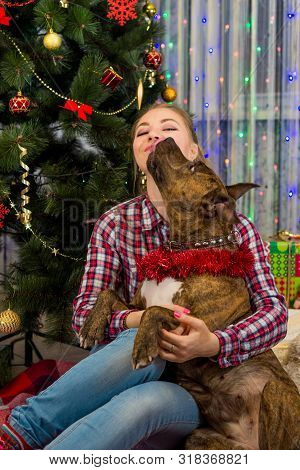 Merry Christmas And Happy New Year. Dog American Staffordshire Terrier Kisses A Charming Blonde Girl
