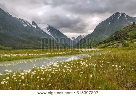 Beautiful Meadow With White Fluffy Eriophorum Flowers, Snowy Mountains, River And Reflections On A B