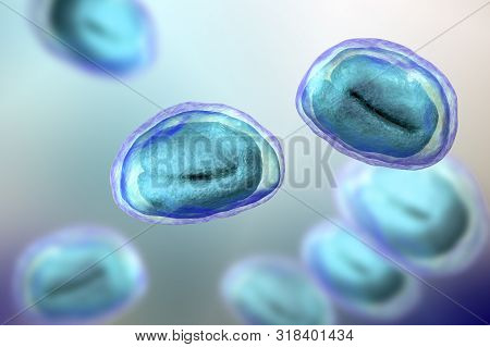 Eggs Of Helminths Enterobius Vermicularis Containing Worm Larva. Threadworm Which Cause Enterobiasis