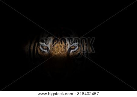 Tiger Face On Black Background At Ranthambore Tiger Reserve, India