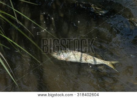 Dead fish floating inside water 