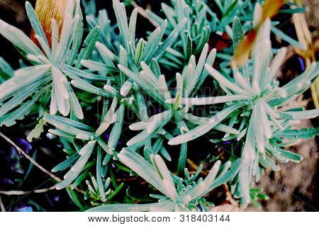 A Light Blue Succulent Plant, Algeria, Africa