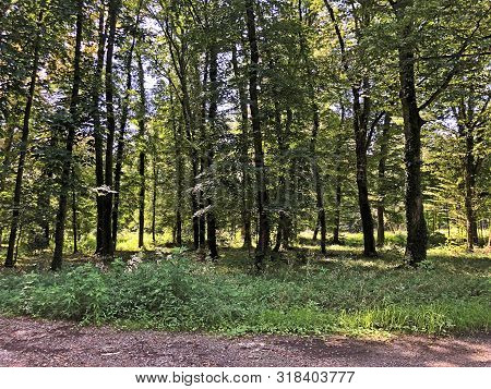 Draskovic Castle Park Or Park Oko Dvorca Blahimir Ili Perivoj Dvorca Draskovic - Bozjakovina, Croati