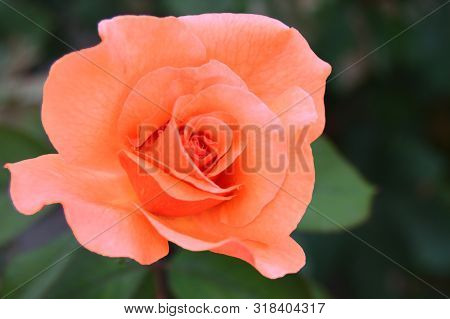 A Coral Colored Rose In The Garden