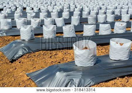 Row Of Coconut Coir In Nursery White Bag For Farm With Fertigation , Irrigation System To Be Used Fo