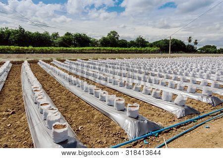 Row Of Coconut Coir In Nursery White Bag For Farm With Fertigation , Irrigation System To Be Used Fo