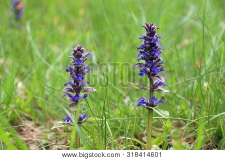 Flora In Poland. Blue Flowers Of Bugle Or Bugleherb (ajuga Reptans).