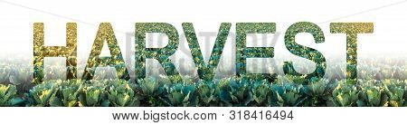 The Inscription Harvest On The Background Of Green Cabbage Plantation Field. Collecting, Harvesting 
