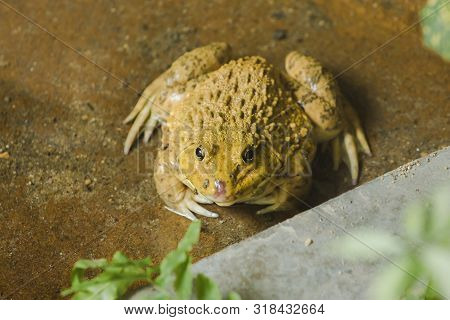 Frogs on the ground in the pond Which is an amphibian animal