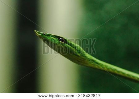 Long-nosed whip snake is a kind of poisonous snake Living most of the tree life