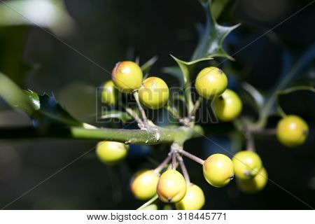 Wild Small Fruits In Nature Fifty Megapixels High Quality Ilex Aquifolium Family Aquifoliaceaemodern