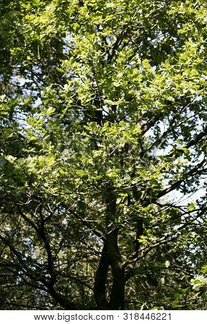 Trees On Sky Wild Forest Old Road Nature Scape North Germany Fifty Megapixels Modern Home Decoration
