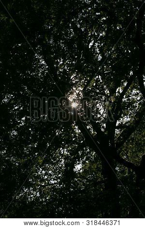 Sunshine On Wild Forest Old Road Nature Scape North Germany Fifty Megapixels Dorsten Modern Texture 