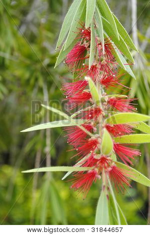 Bottlebush (callistemon 'Elisabeth')
