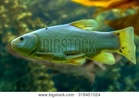 Tinca Tinca, Doctor Fish, The Tench - Freshwater Fish