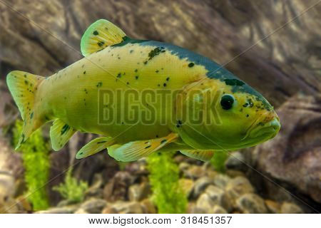 Tinca Tinca, Doctor Fish, The Tench -  Rare Color Variation