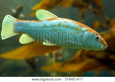 Tinca Tinca, Doctor Fish, The Tench - Rare Color Variation