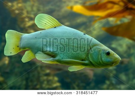 Tinca Tinca, Doctor Fish, The Tench  - Freshwater Fish