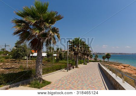 Palm Trees At Mil Palmeras Costa Blanca Spain On Promenade Paseo Leading To The Beach