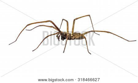 Giant House Spider (eratigena Atrica) Side View Of Arachnid With Long Hairy Legs Isolated On White B