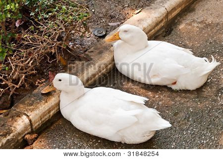 Two white ducks