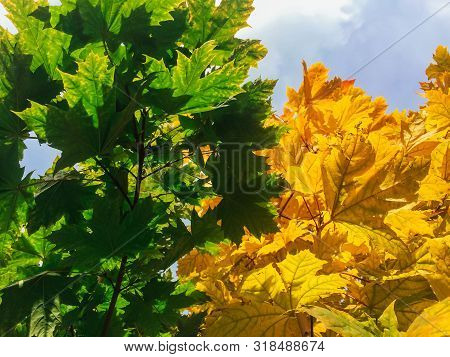 Green And Yellow Maple Leaves On The Maole Tree.
