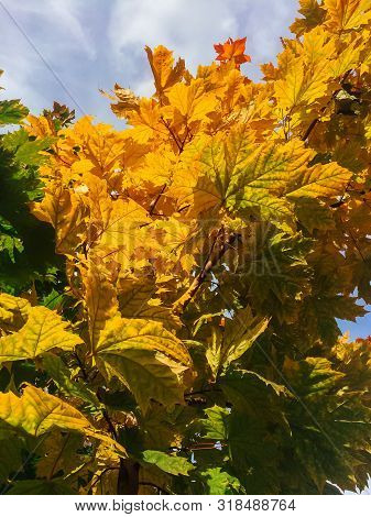 Green And Yellow Maple Leaves On The Maole Tree.