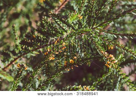Eutaxia Obovata (also Called Egg And Bacon Plant) With Green Spiky Leaves And Yellow Flowers