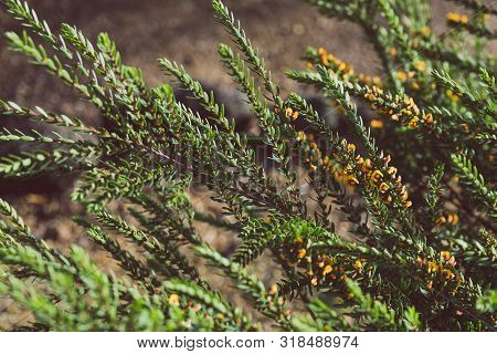 Eutaxia Obovata (also Called Egg And Bacon Plant) With Green Spiky Leaves And Yellow Flowers