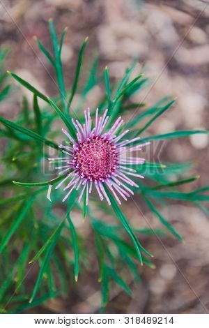 Native Australian Bush Plant Isopogon Candy Cone With Pink Flowers