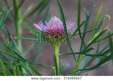 Native Australian Bush Plant Isopogon Candy Cone With Pink Flowers