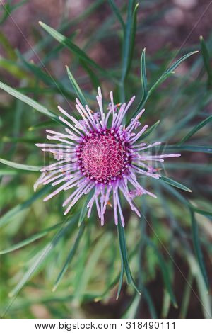 Native Australian Bush Plant Isopogon Candy Cone With Pink Flowers