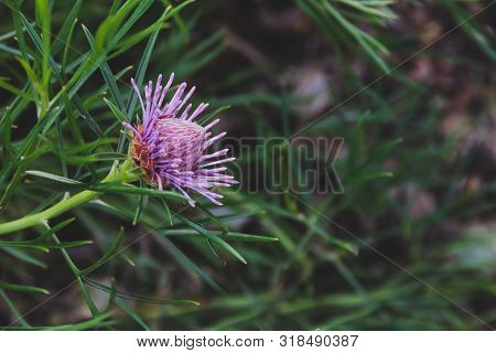Native Australian Bush Plant Isopogon Candy Cone With Pink Flowers