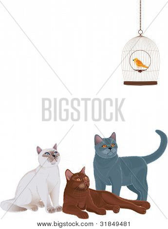 Groupe de chats regardant la cage à oiseaux sur fond blanc. Chaque chat est groupé.
