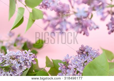 Lilac. Colorful Purple Lilacs Blossoms With Green Leaves.