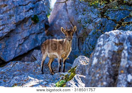 Spanish Ibex, Capra Pyrenaica In Torcal De Antequera National Park, Spain