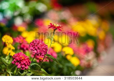 Pink Flower In The Garden With Selective Focus.