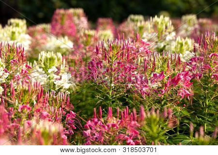 Photo Of Pink Flowers In The Garden.