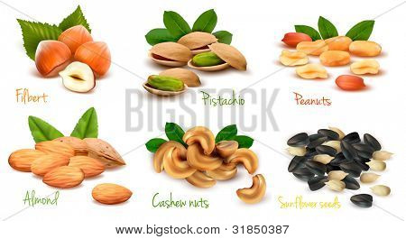 Grande collection de graines et les noix mûres. Vector