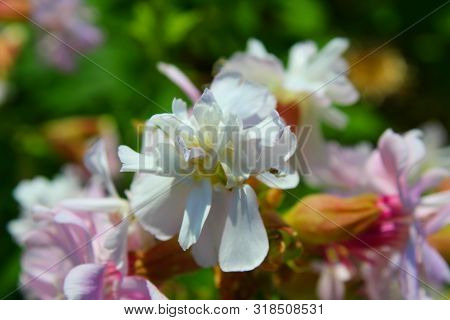 White And Pink Decorative Double Soap Dish, Saponaria Officinalis, Flowers And Leaves Are Blurred In