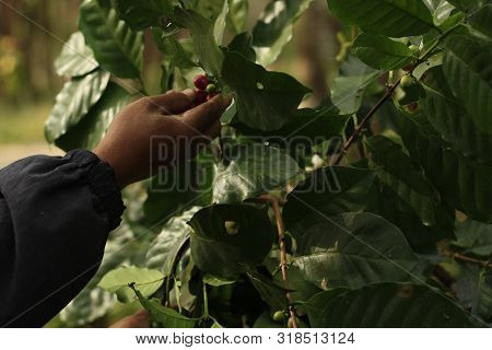 Hands Of A Local Farmer Picking Tree Ripened Coffee Beans Ready For Processing On A Hill Top Farm In