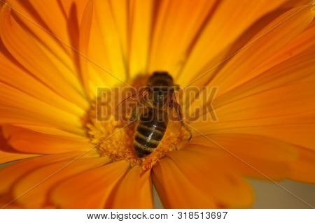 Macro Of A Yellow Typical Honey Bee Cross Pollinating An Orange Flower In A Rural Garden, New South 