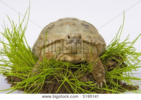 Turtle