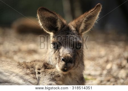Wild Kangaroo/wallaby Resting In The Hot Dry Sun During Drought Season, Surrounded With Dry Yellow G