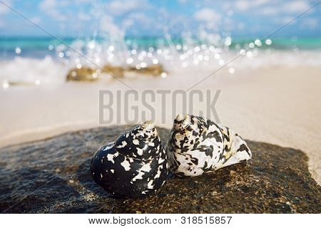 caribbean black shells -  West Indian top shell - on a sandy beach with sea waves