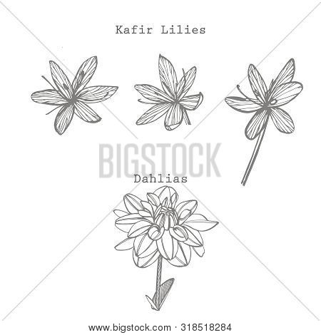 Kafir Lilies And Dahlias Flowers. Collection Of Hand Drawn Flowers And Plants. Botany. Set. Vintage 