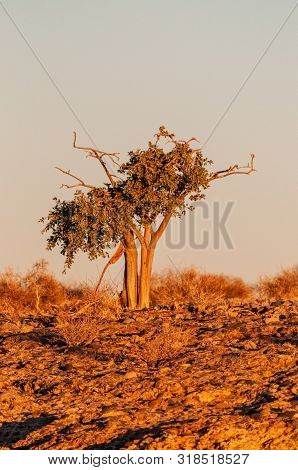 A Tree On The Ledge Of Sesriem Canyon, Catches The Last Rays Of The Setting Sun. Sesriem Area, Namib
