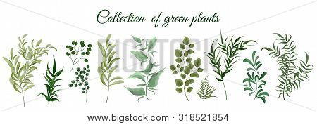 Collection Of Green Plants. Elements For Design. Vector Plants.