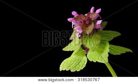 Purple Blooming Deaf Nettle On Black Background